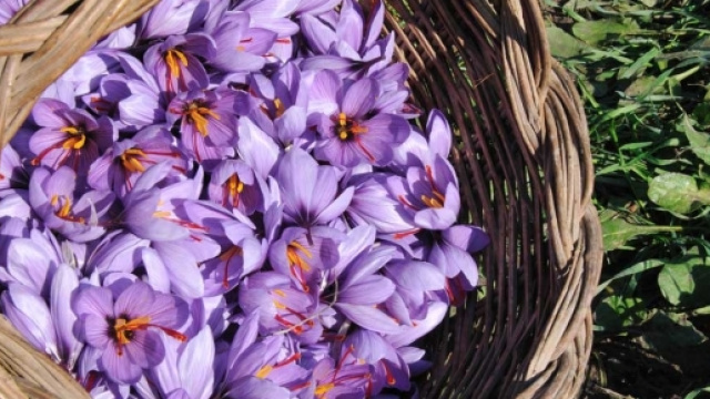 Zafferano di San Gavino, l'oro del paese