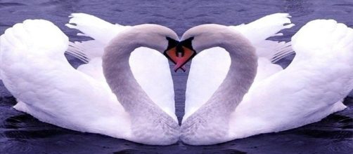 Cisnes e outros animais ficam juntos por toda a vida