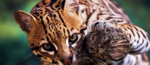 Trump's Wall Would Be Hell For Animals, Too - thedodo.com