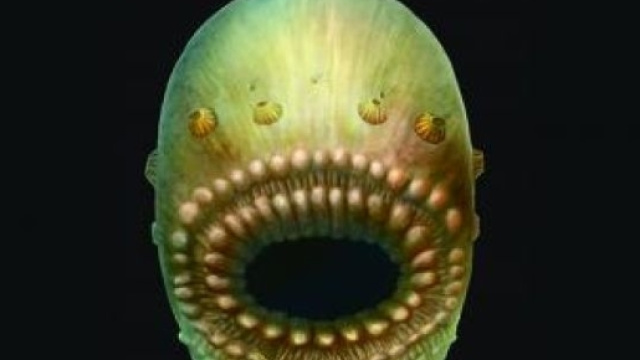 Questa ricostruzione artistica mostra che aspetto aveva il Saccorhytus, il nostro antenato cinese tutto bocca.