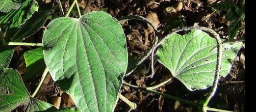 Imagens da capeba planta utilizada para combater a infec&ccedil;&atilde;o urin&aacute;ria.