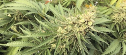 Our View: Maine needs rational pot policy, so vote 'yes' on ... - pressherald.com