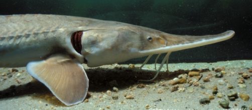 Pallid Sturgeon - nebraska.gov
