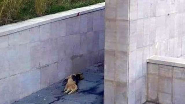 La foto del gatto ritrovato imbottito di petardi a Tortora