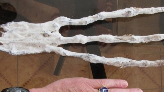 La mano, di natura sconosciuta rinvenuta in Per&ugrave; insieme ad teschio di forma allungata orizzontalmente.