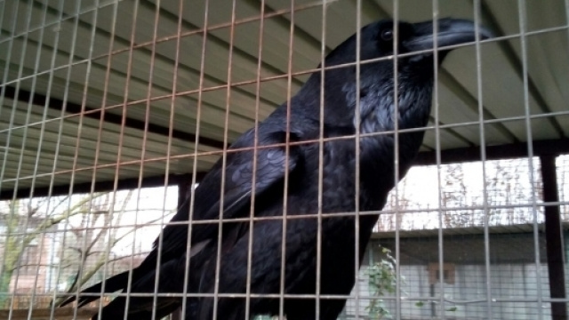 Un corvo imperiale in cura al CRAS di Rende