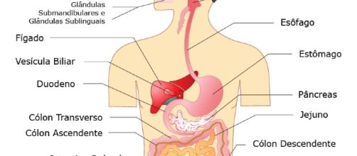 Gr&aacute;fico sobre o corpo humano e os &oacute;rg&atilde;os