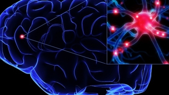 Cervello di cui la parte evidenziata &egrave; il corpo cellulare del neurone