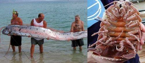 Apesar de estranhos eles s&atilde;o incr&iacute;veis