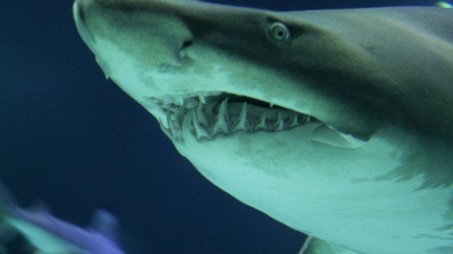 Australia, cane entra in acqua e sfida lo squalo