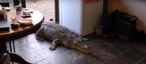 4 exotic animals - pets. [Image Credit:Vicki Lowing/YouTube]