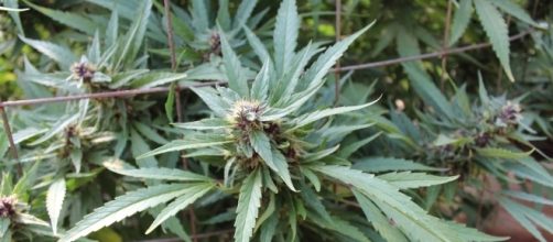 A cannabis plantation in Northern California [Image via Rita Guerra]