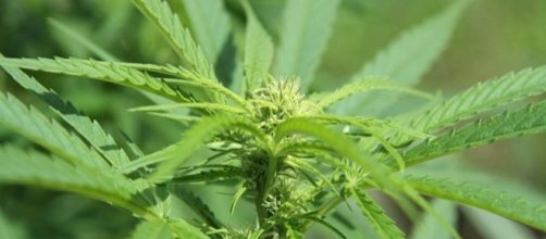 Cannabis sativa plant (Image credit &ndash; Chmee2 / Wikimedia Commons)