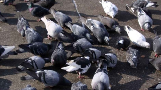 I piccioni possono provocare la morte: una donna &egrave; in coma dopo aver inalato i loro escrementi.