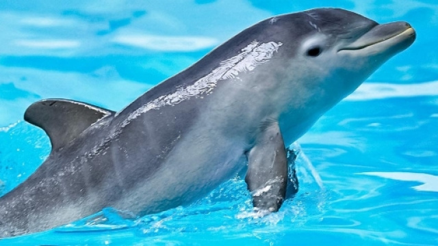 Tracce di Alzheimer nei delfini.