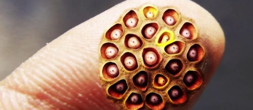 Tripofobia: o transtorno de quem tem medo de buracos