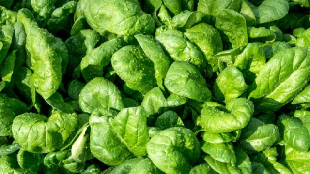 Gli spinaci Bonduelle surgelati sono sicuri.