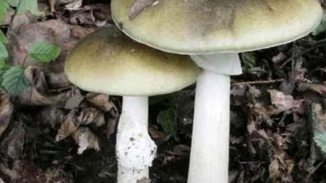 Il fungo velenoso era cresciuto in mezzo ai prataioli mimetizzandosi