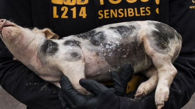 L214 : deux militants condamn&eacute;s &agrave; payer 1 000 euros d'amende ... - liberation.fr