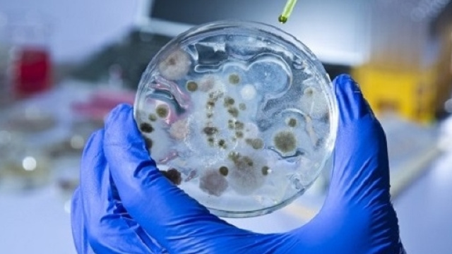 Scoperto batterio resistente agli antibiotici