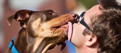 Coisas que aprendemos com os c&atilde;es