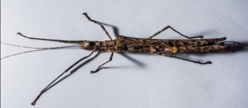 DNA study reveals Australia&rsquo;s six-legged &lsquo;land lobster&rsquo; still exists [Image: Pixabay]