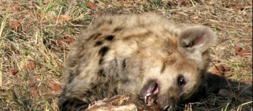 Kruger National Park Hyena on roadsie - Image - J. Flowers (Own work)