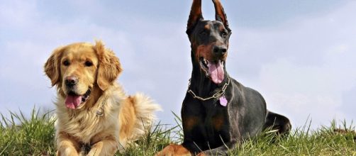 Los perros tienen alma y gu&iacute;as espirituales? - eperros.com