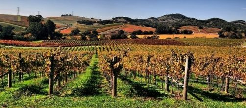 Vineyards in Napa Valley (Image credit &ndash; Brocken Inaglory &ndash; Wikimedia Commons)