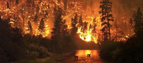 The reasons behind the California wildfires (Imag y: John McColgan | Edited by Fir0002 |Wikimedia Commons)