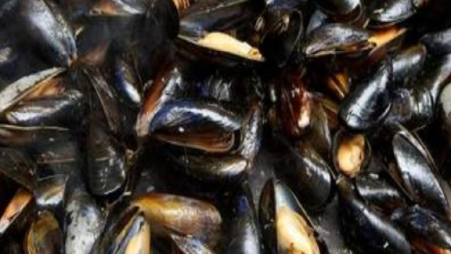 Cozze Italia richiamate dal Ministero della Salute