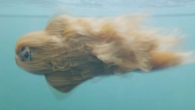 Questo cane-sirena per cui &egrave; impazzito Internet &egrave; meraviglioso, ma non esiste!