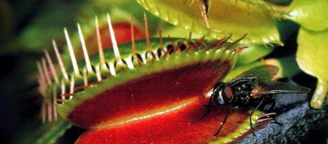 Planta carn&iacute;vora: la incre&iacute;ble venus atrapamoscas