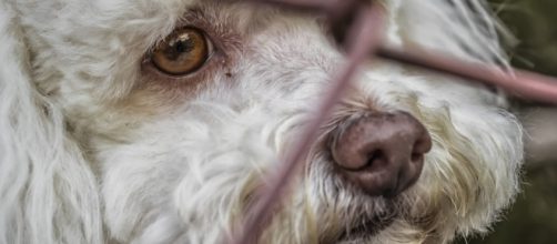 Dog locked up in a cage for testing - Image by 25701 via Pixabay