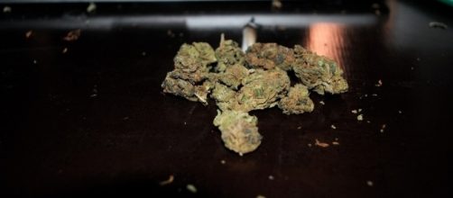 Marijuana crop devastated by California wildfires - pixabay.com CC