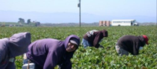 Defining seasonal worker under the Affordable Care Act needs adjustment - image - CCO Public Domain | Pixabay