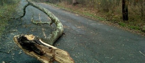 Uprooted trees in hurricane. [Image Credit: David Sagan/Wikimedia Commons]