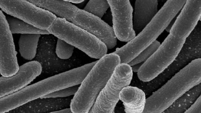 Allerta alimentare: richiamati farina di polenta e fesa di tacchino contaminati.