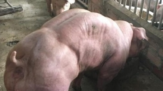 Maiali mutanti con muscoli come Hulk