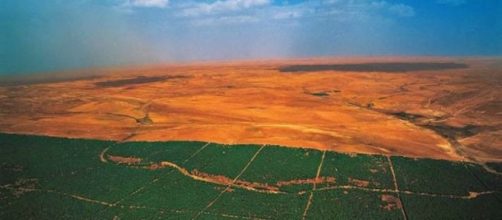 Muralha de &aacute;rvores erguida para barrar o deserto