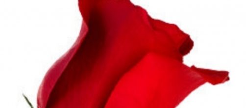 Who did Arie Luyendyk Jr. give the first impression rose to? (Photo via Gautam Chandra/Flickr)