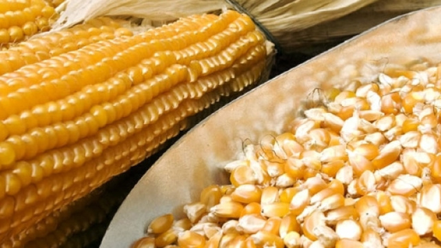 Richiamo per la farina di mais Buono e Bio