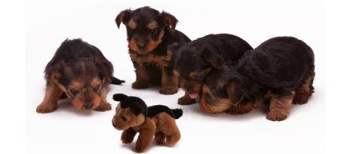 A new law requires California pet stores to only buy from animal shelters and rescue operations [Image credit: Pexels/CC0]