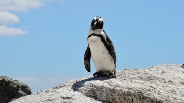Pinguino: fonte dell'immagine: Pixabay