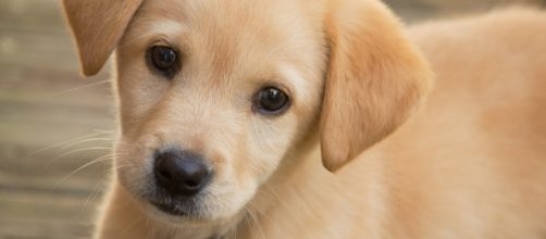 California passes law to ban the sale of dogs from puppy mills. Photo by Jonathan Kriz via Wikipedia Commons.