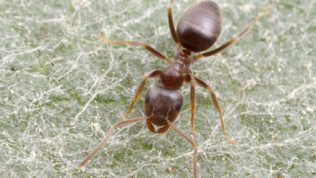 nuove scoperte scientifiche sulle formiche