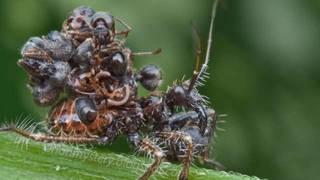 Una ninfa di Acanthaspis petax abilmente 'vestita' da carcasse di formiche da lei uccise (Ph. Orionmystery)