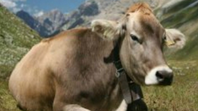 Abusi sessuali nei confronti di una mucca.