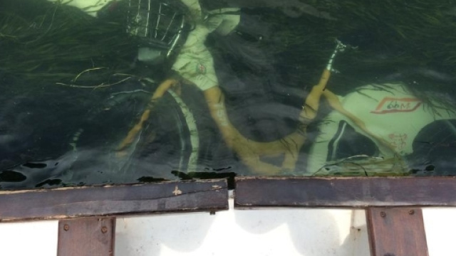 I canottieri San cristoforo recuperano le biciclette sul fondo del naviglio (foto - fanpage.it)