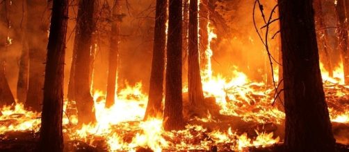 Arson is believed to be the cause of wildfires in Portugal and Spain, with help from Hurricane Ophelia [Image credit: CC0/Pixabay]